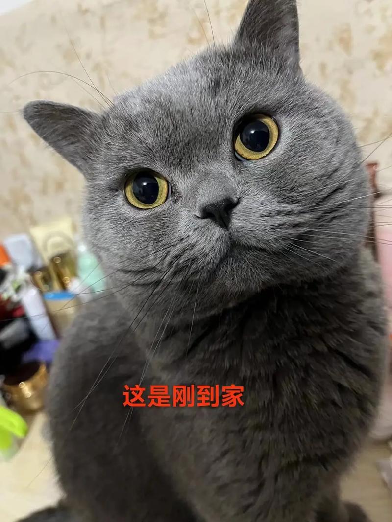 揭秘猫咪美容艺术，走进猫咪宠物美容学校