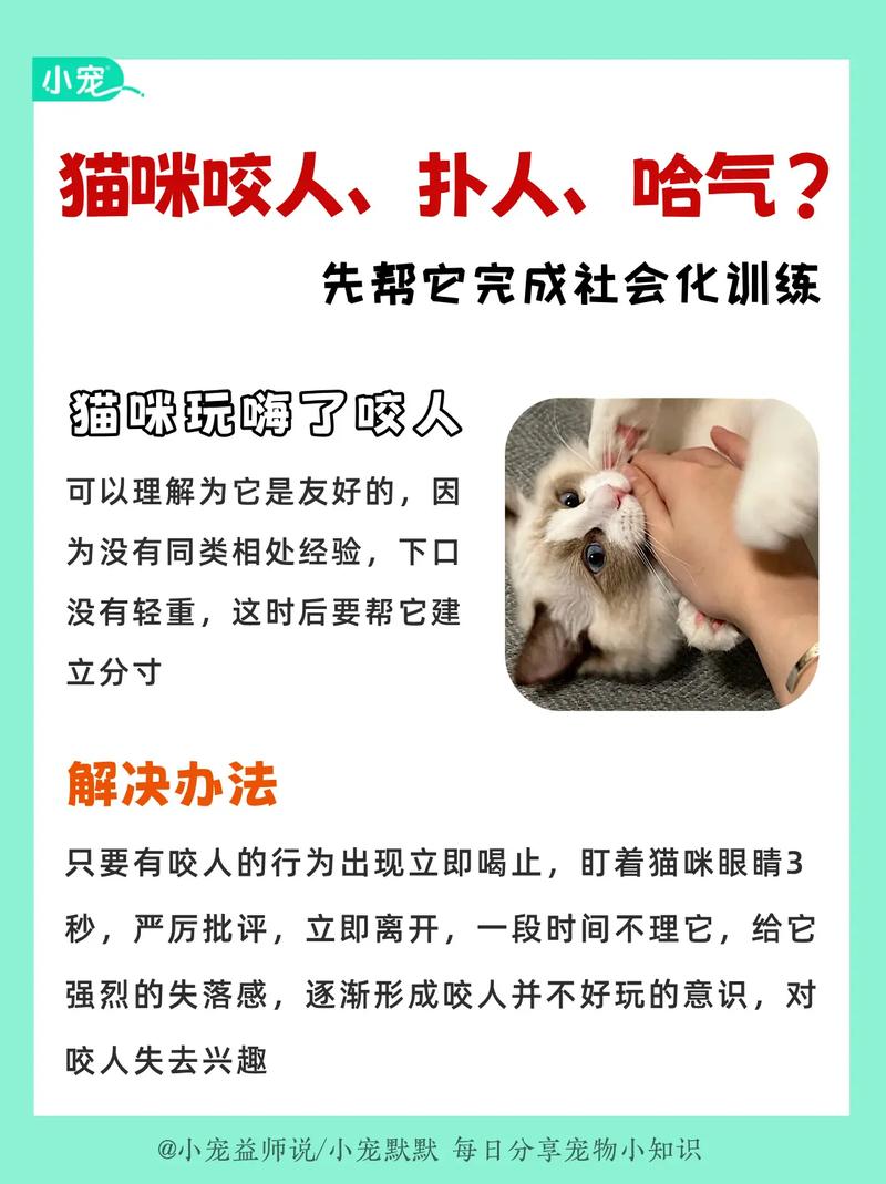 猫咪扑咬训练，轻松掌握宠物好习惯