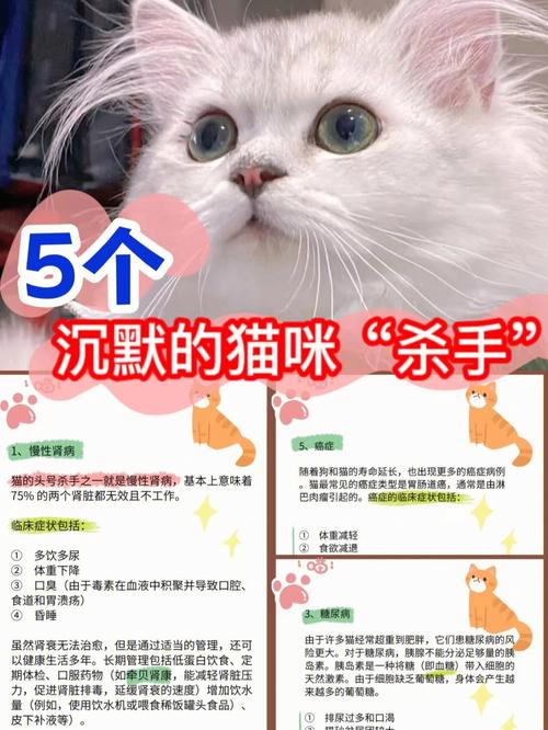 猫咪坏毛病大曝光！铲屎官必看的宠物健康小贴士