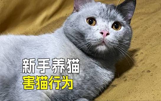 猫咪的秘密，解读它们的一举一动