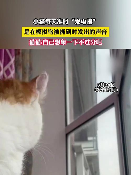 猫咪的神秘喷气声背后