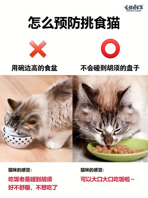 猫咪真的不会吃人？揭秘关于猫咪的饮食与性格真相