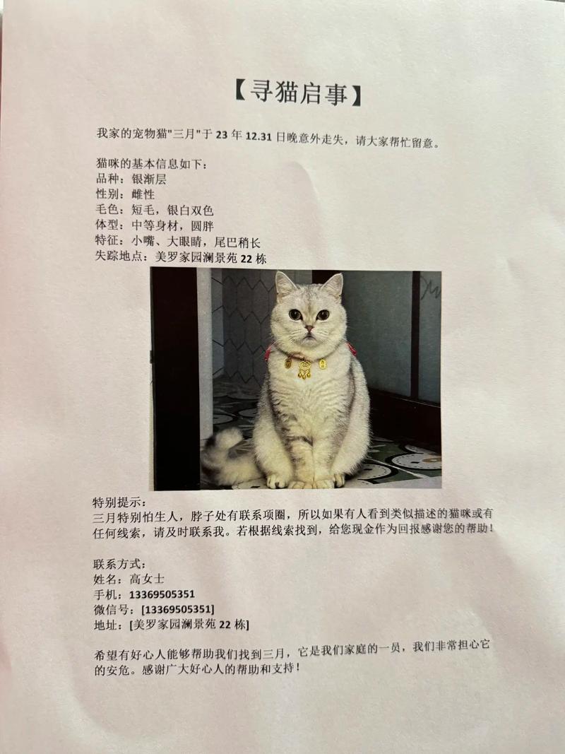 猫咪的神秘失踪——寻找家中小猫的踪迹