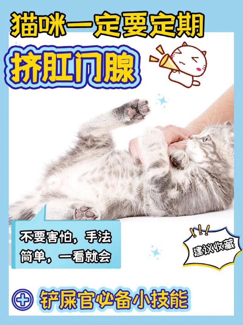 揭秘猫咪肛门腺问题，如何正确处理和预防