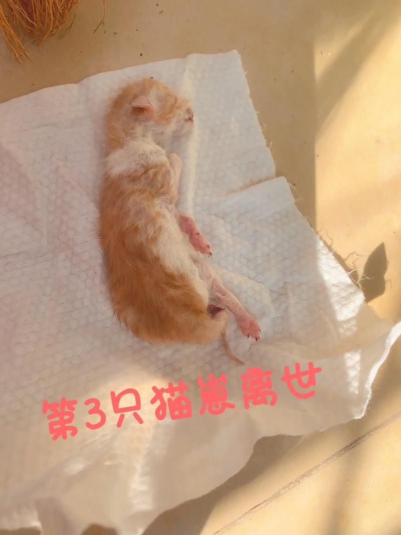 猫咪为什么总是踩你的奶？——揭秘猫儿行为背后的原因