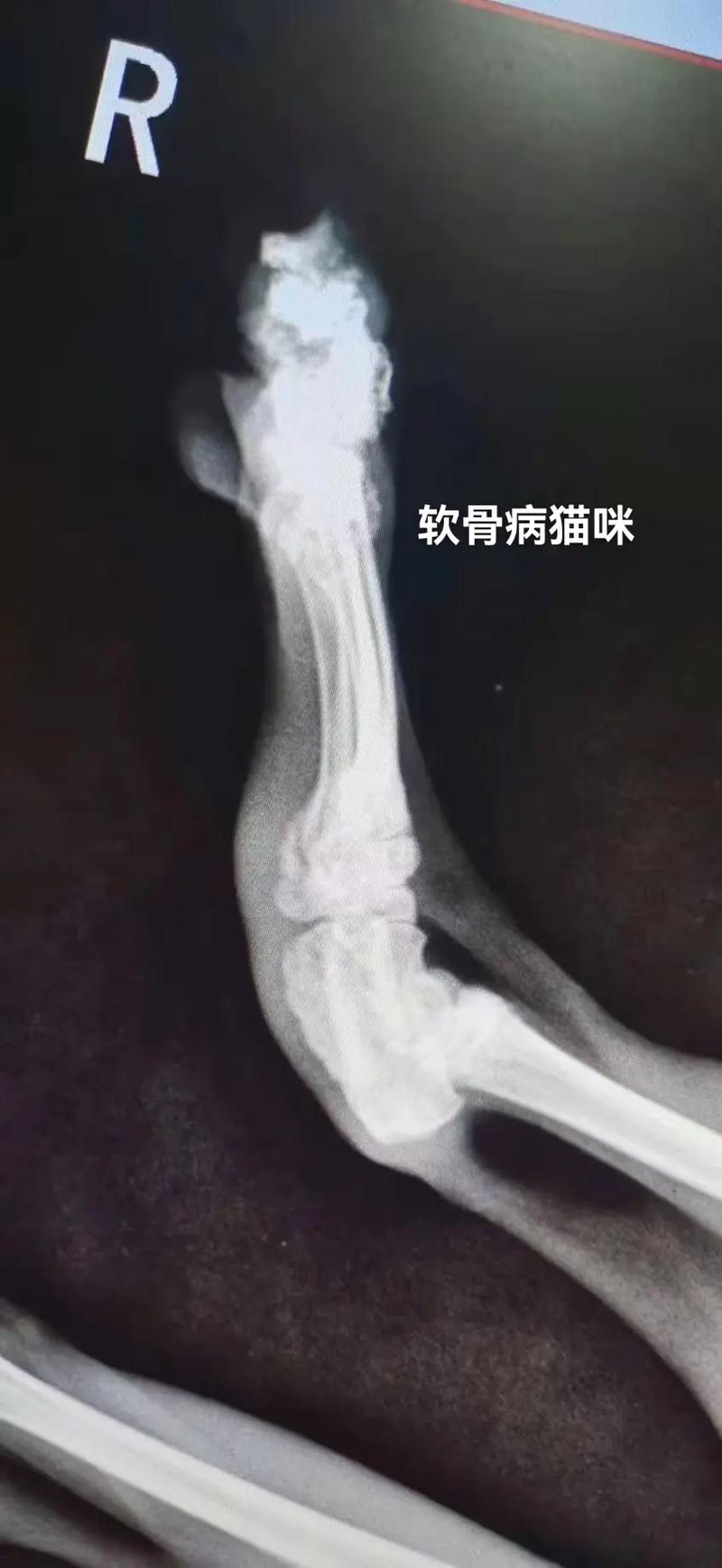 猫咪发烧与关节肿胀，常见症状及其应对策略