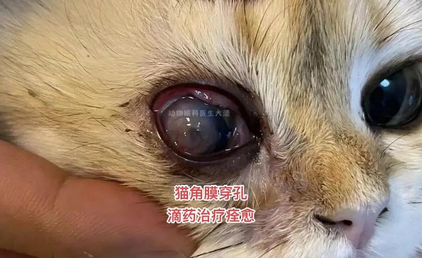 猫咪眼睛总发炎的真相与解决之道