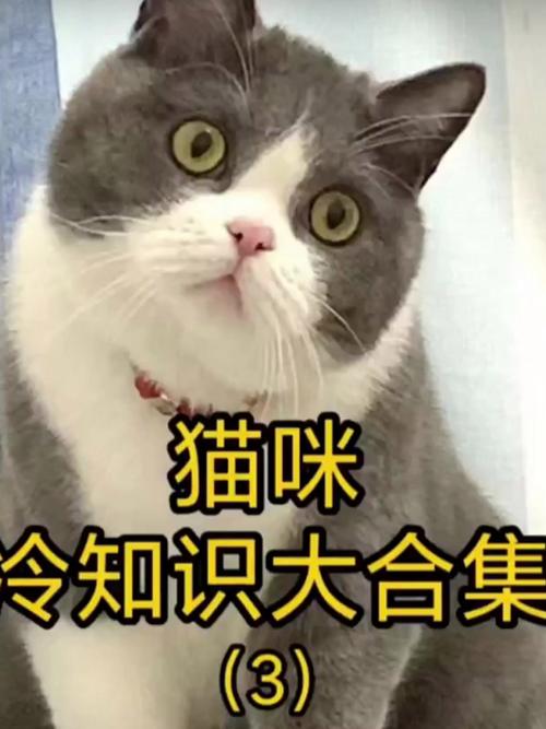 探索猫咪世界的魅力天地——猫咪网站大全精华分享