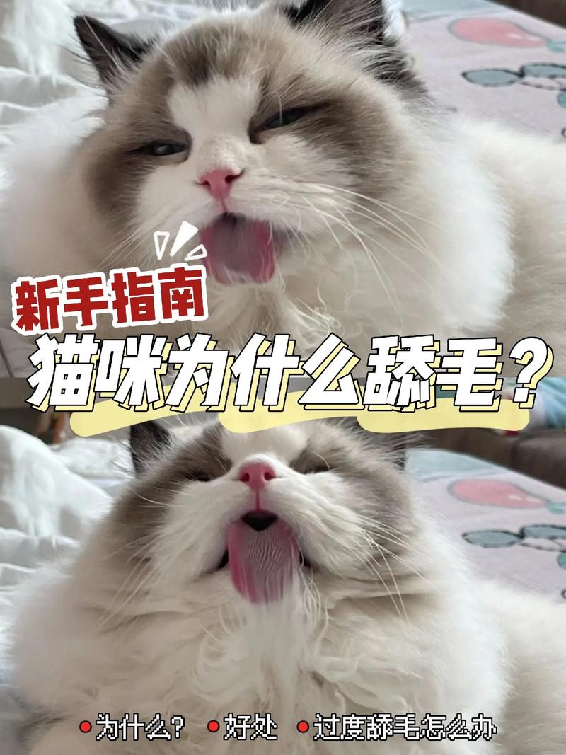 揭秘猫咪血统证书，如何为你的毛孩子找到高贵的根源