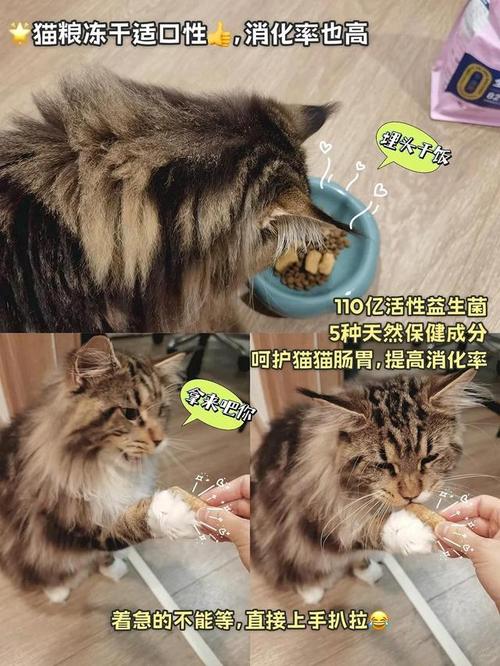 猫咪拒食症，了解原因和如何应对