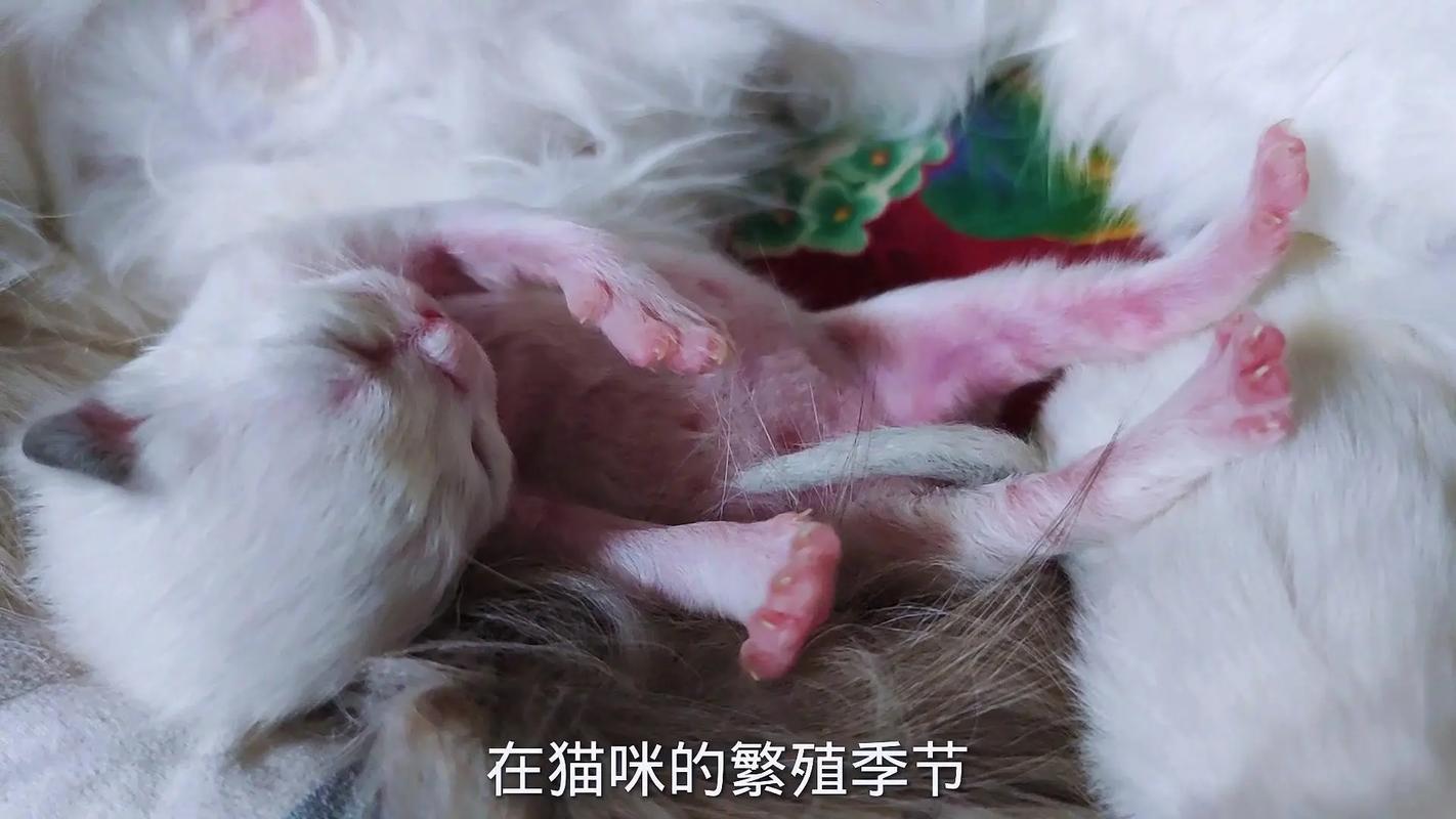 春暖花开时，猫咪的自然钟声——探索猫咪的繁殖季节