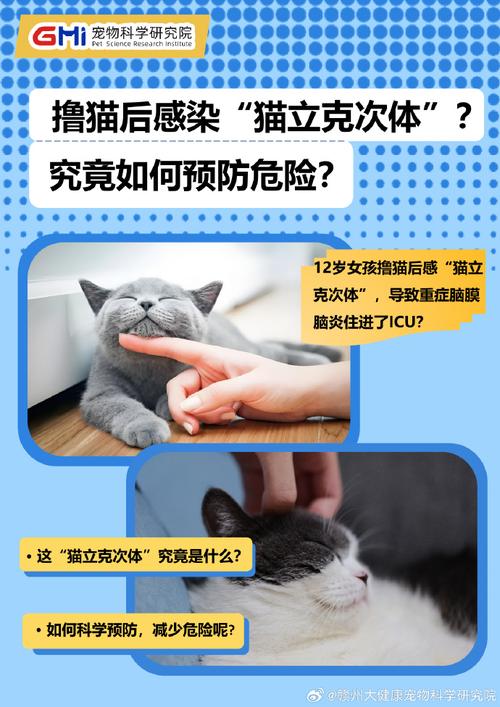 猫咪肠更组，揭秘宠物健康背后的神秘力量