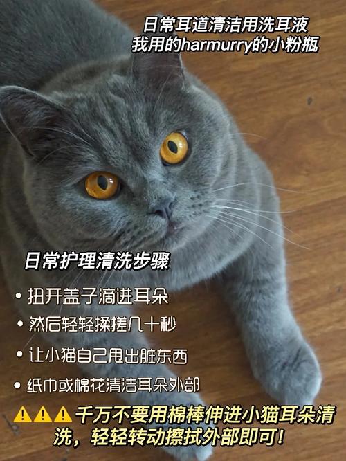 猫咪为何总是老蹭耳朵？揭秘背后的心理动机