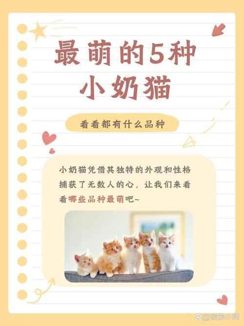 猫咪的魅力——从它们的日常到绝妙瞬间