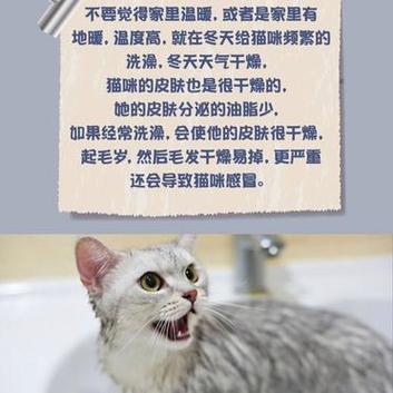 冬日暖阳下的猫咪，妙招让毛孩们温暖过冬