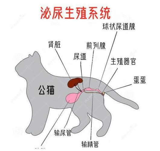 探索猫咪最佳配种月份，科学指导与注意事项