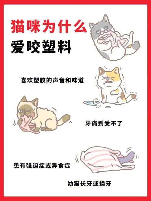 猫咪为什么喜欢啃塑料？探索背后的原因与应对策略