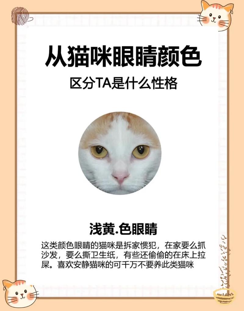 猫咪瞳孔变化的神秘密码