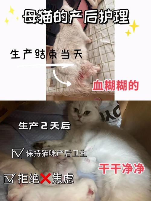 揭秘猫咪分娩后的健康关注