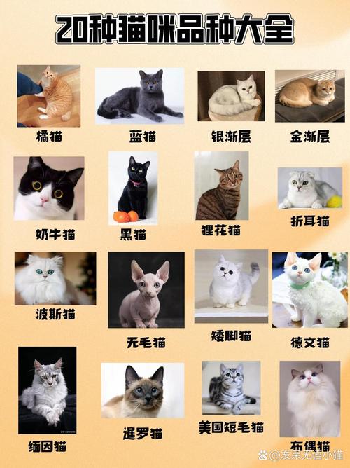 猫咪的多重魅力，体型各异的猫儿们