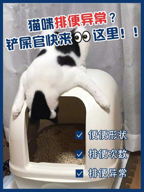 猫咪排便异常？血丝频现需警惕