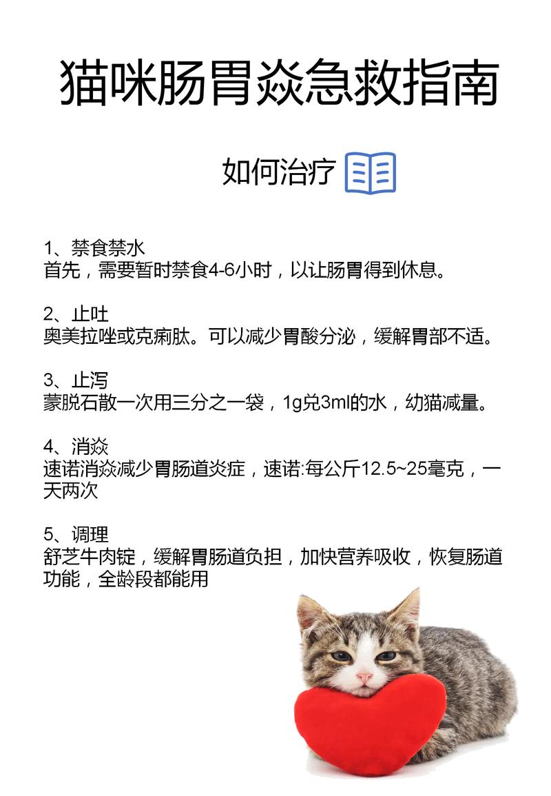 如何轻松教会你的猫咪吃饭——训练技巧全解析