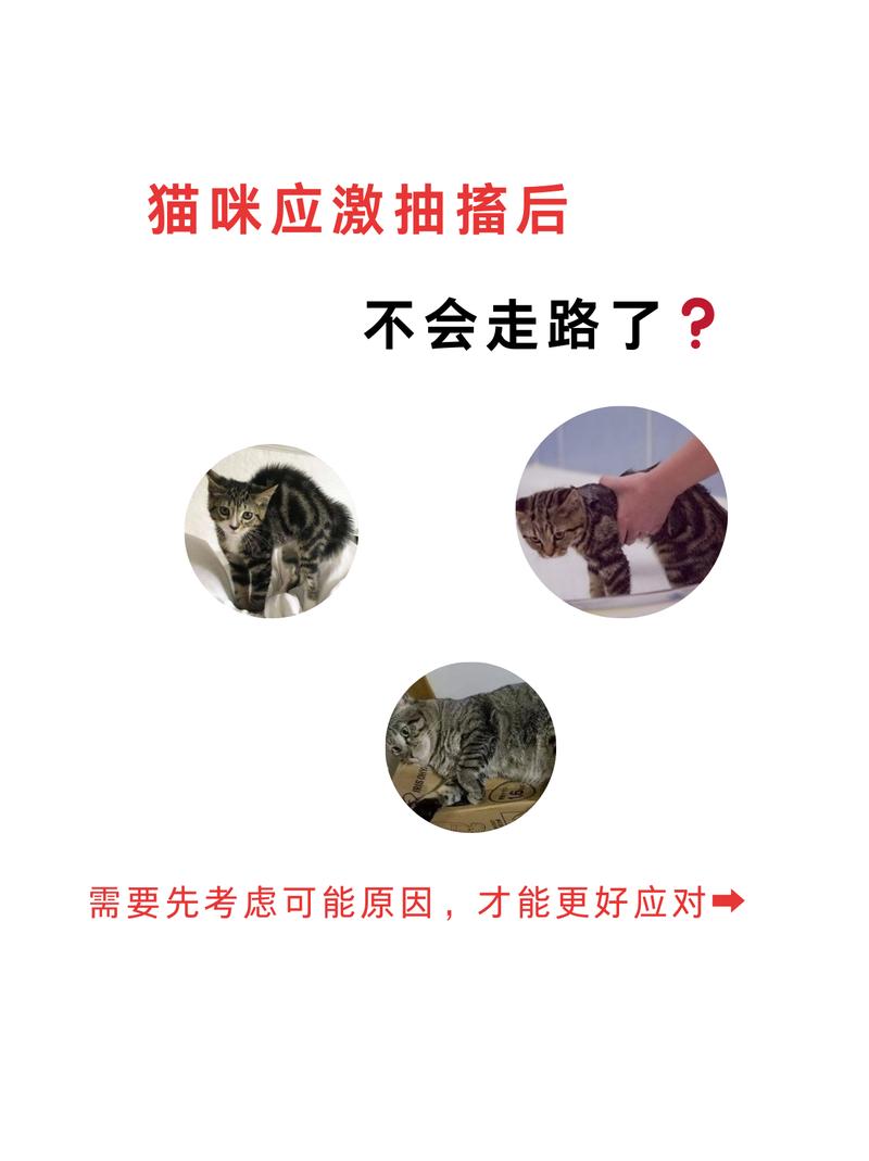 猫咪身体抽搐，了解原因与护理方法