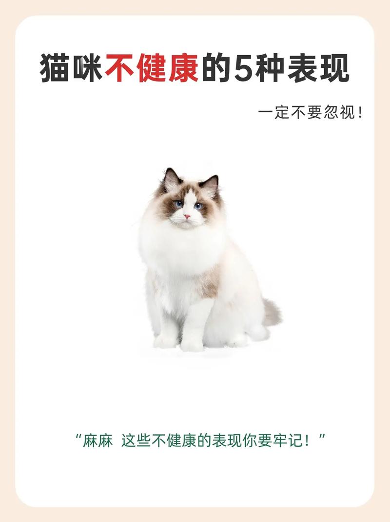 揭秘猫咪的正常体温，保持健康的关键指标