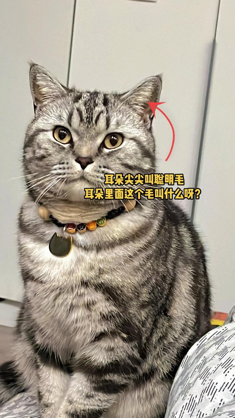 揭秘猫咪耳朵肿胀背后的秘密