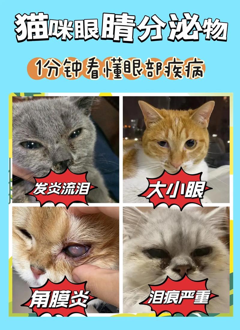 猫咪的眼睛，为何常像在流泪？