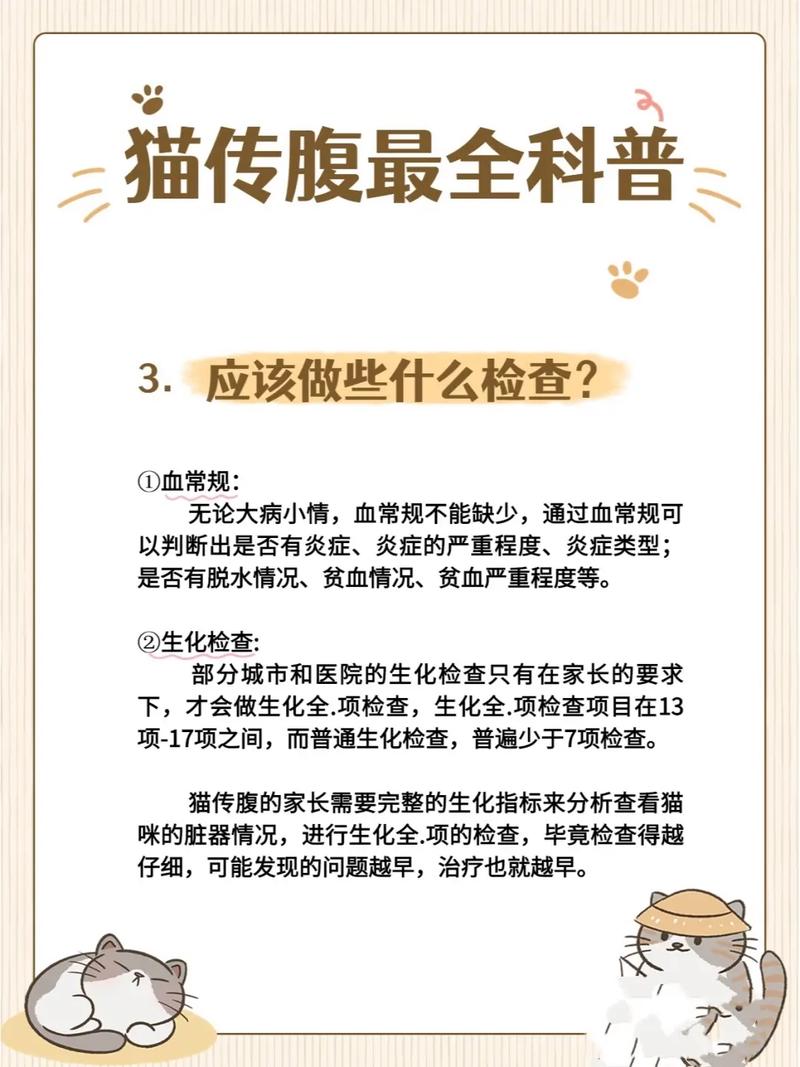 猫咪腹部的秘密，健康与幸福的关键