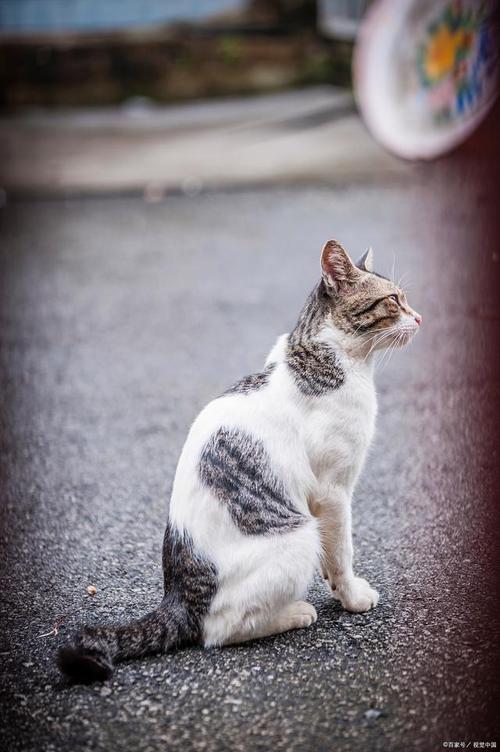 猫咪的绝美瞬间，一张张让人爱不释手的照片