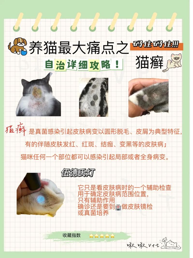 猫毛球症，了解症状与预防