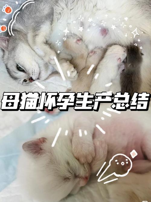 猫咪怀孕后的忧郁期，理解与支持