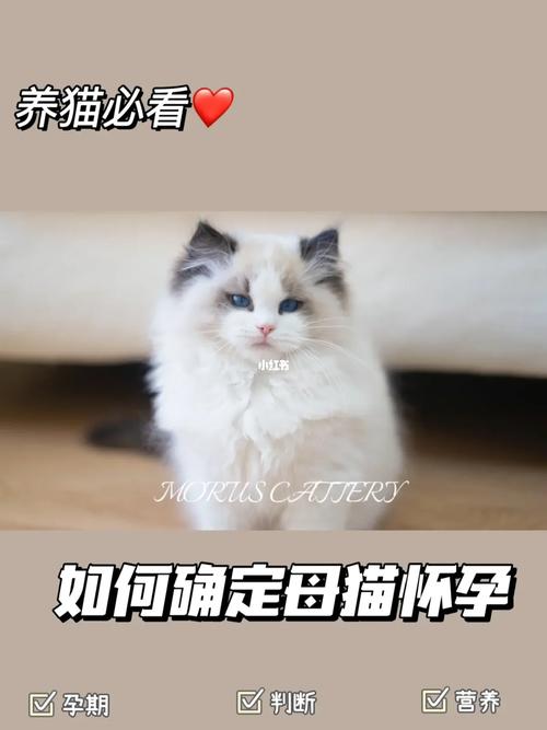 探索猫咪怀孕的费用与准备——全面解析孕期护理开支