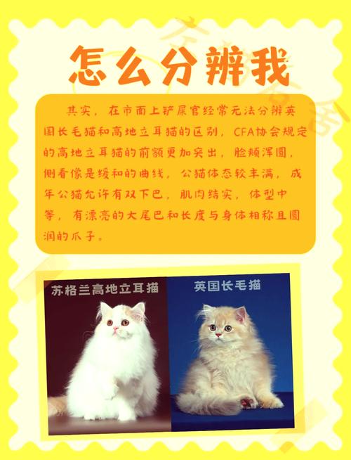 探秘猫咪折耳的神秘魅力