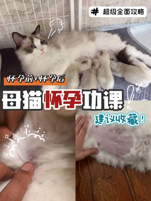 猫咪的助产奇观，母爱的伟大与神奇