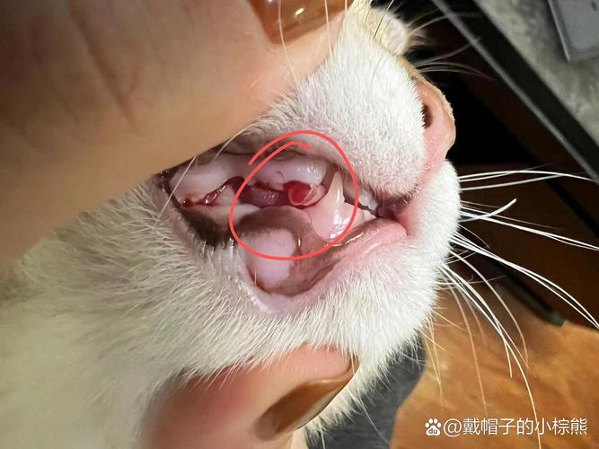 猫咪闯祸，意外撞倒主人的眼睛