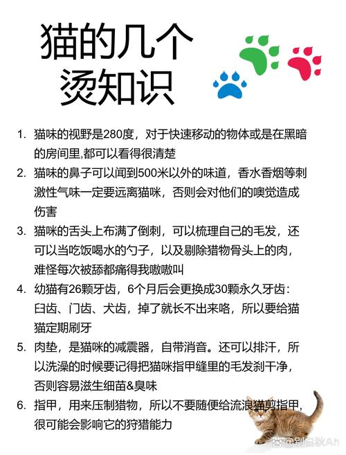 猫咪夏日大变身，家中的毛发清理指南