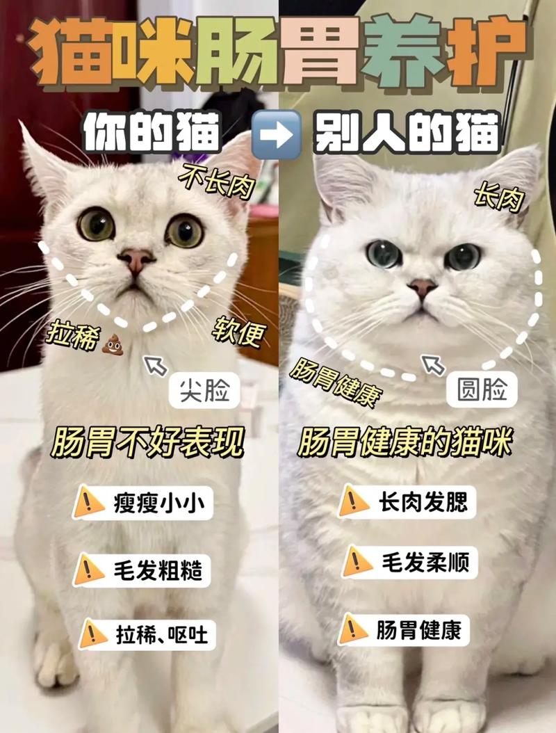 猫咪拉稀全身无力？你可能忽视了这些关键症状