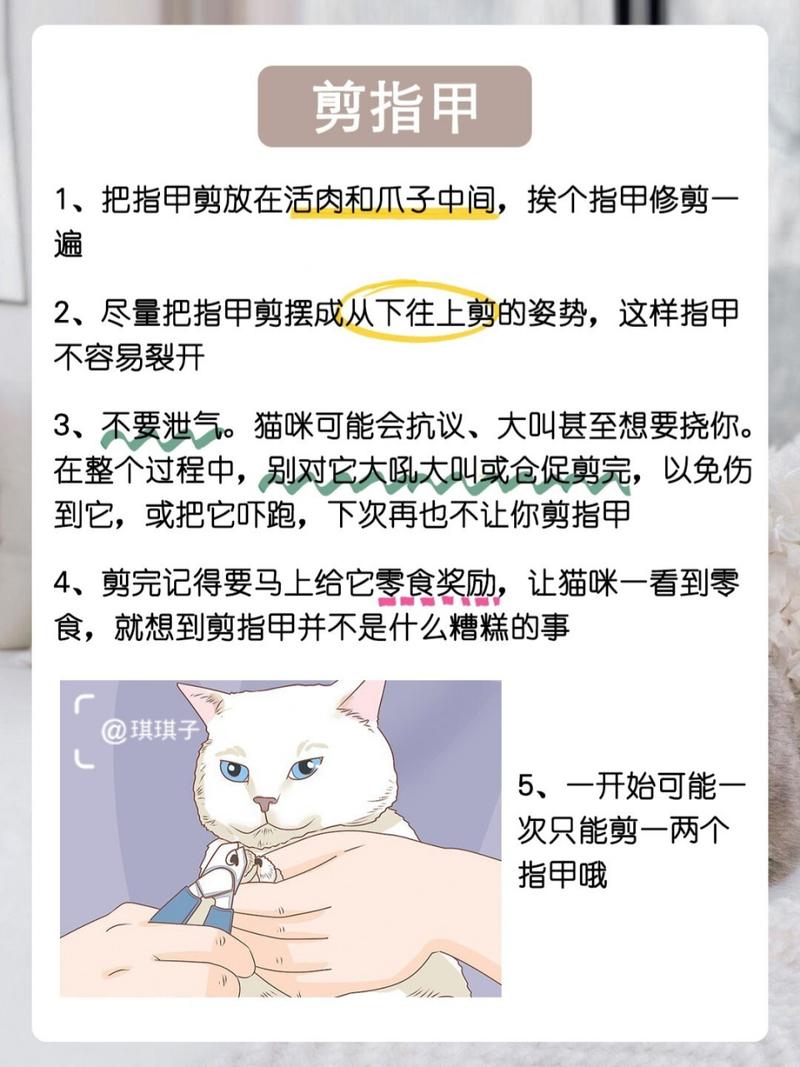 猫咪指甲入肉，如何正确修剪猫咪指甲