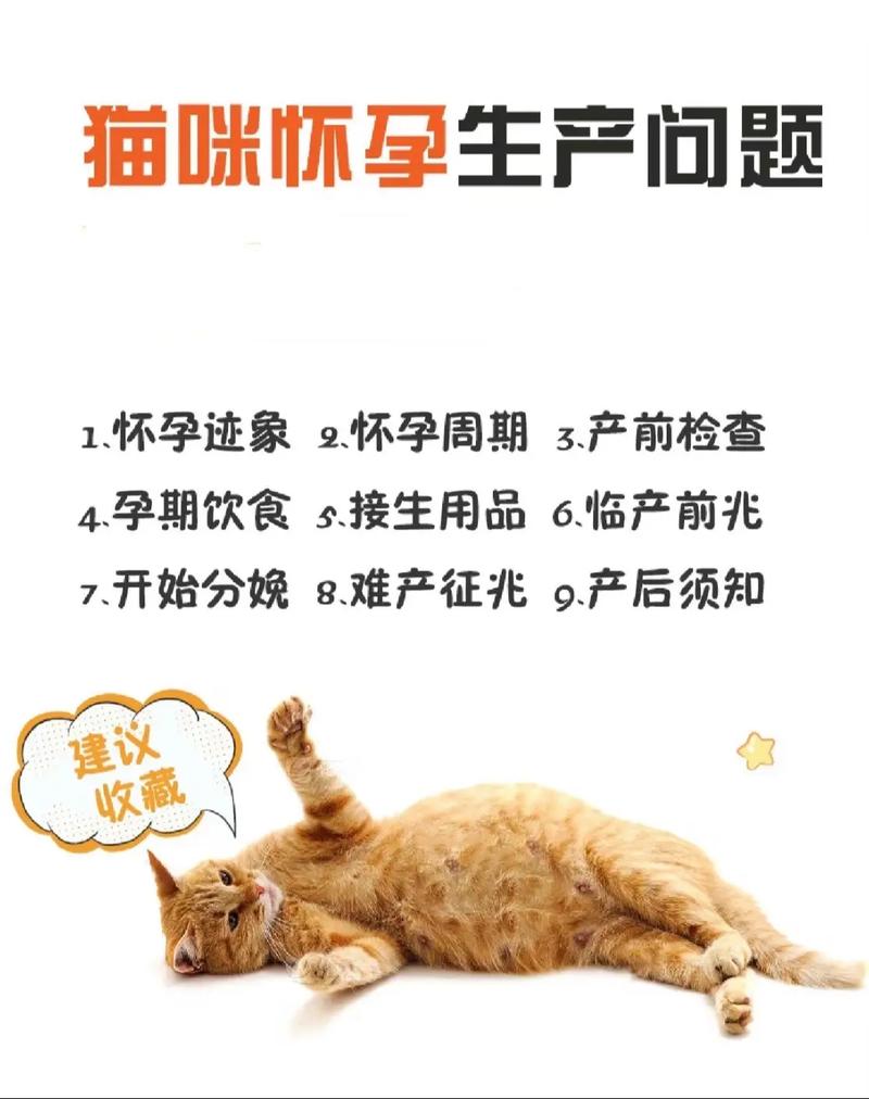 温柔小生灵的孕育之旅，了解猫咪怀孕的那些迹象