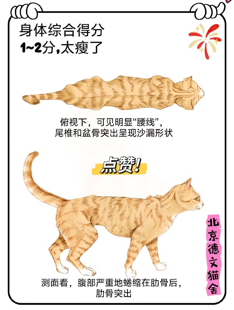 揭秘猫咪健康密码——尿液化验解析