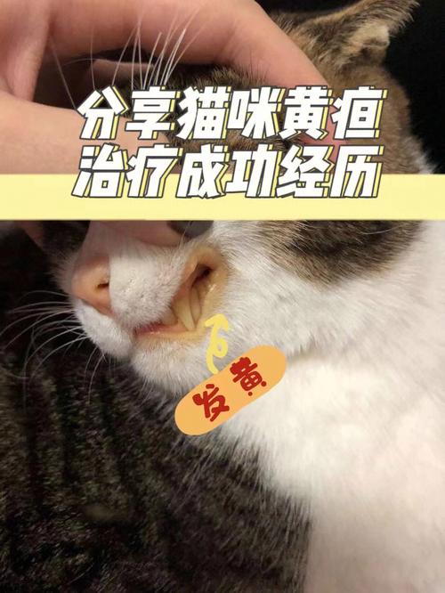 猫咪黄疸，一场未被充分理解的悲剧