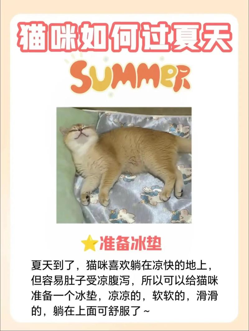 猫咪的降温秘籍，如何有效帮助毛孩子避暑