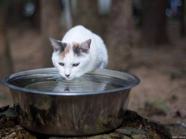 猫咪水喝多了，如何应对猫咪过量饮水的问题