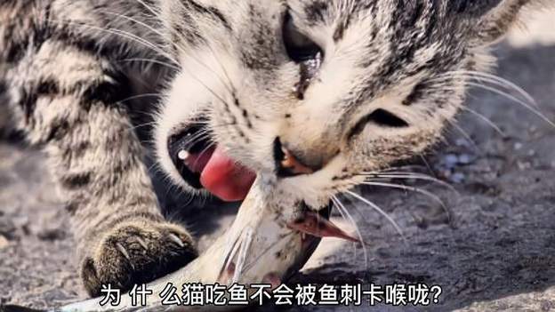 猫咪误食鱼刺，如何及时处理和预防