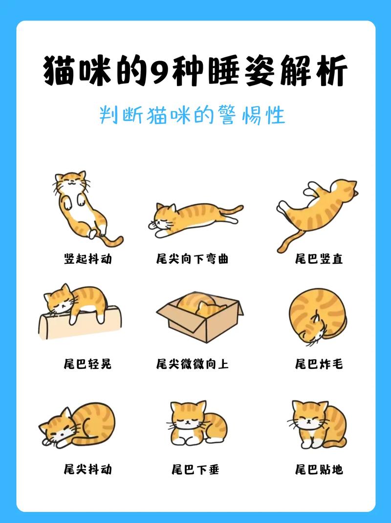 猫咪的优雅姿态——侧躺的秘密