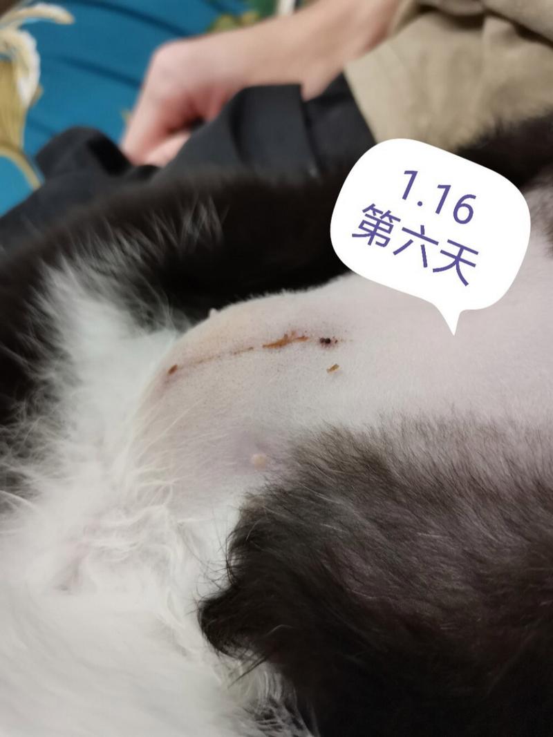 猫咪术后伤口流脓的处理与预防