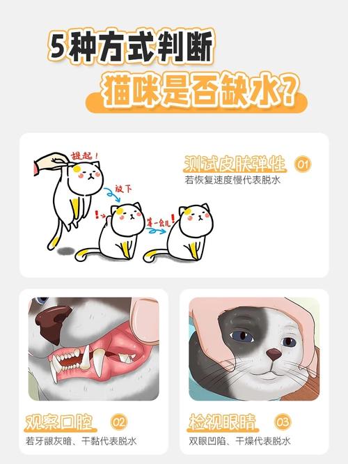 如何训练猫咪爱上喝水？